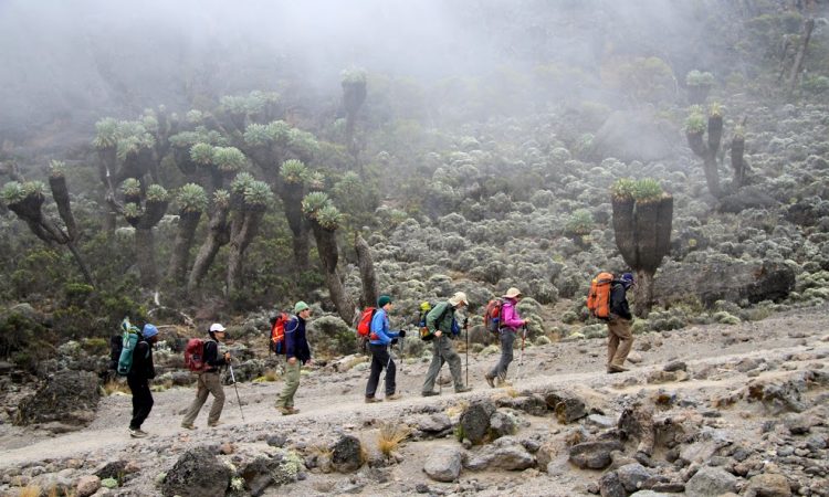 7 DAY LEMOSHO ROUTE KILIMANJARO TREK