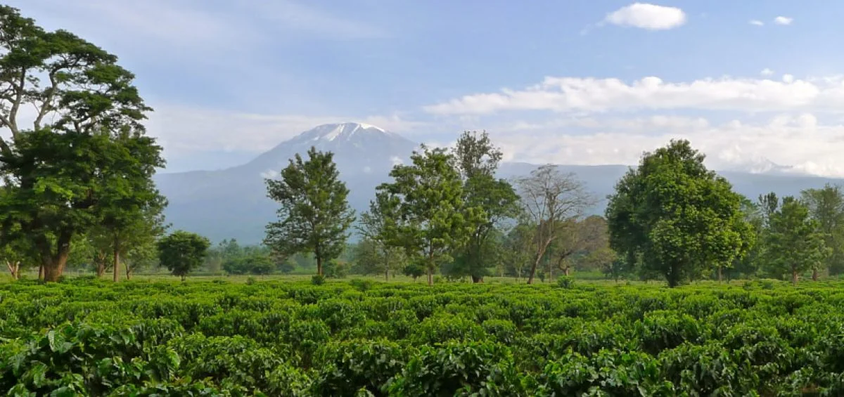 Cultivated / Bushland Zone (800m – 1,800m)