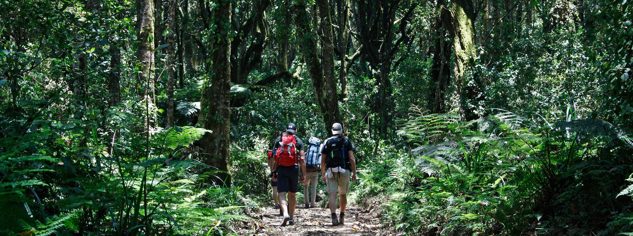 Rainforest Zone