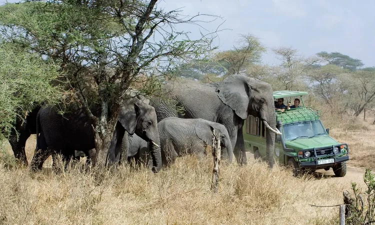 tanzania safari