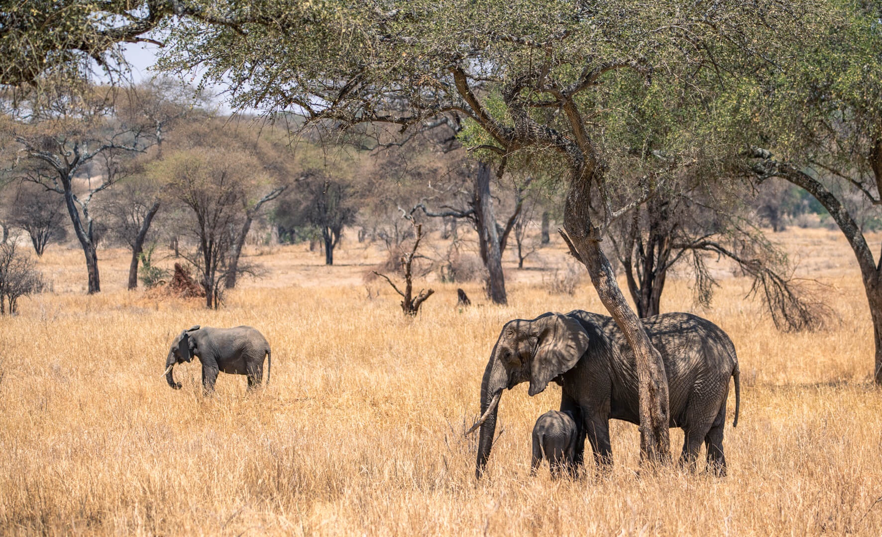 2 DAY SAFARI IN TARANGIRE & NGORONGORO CRATER