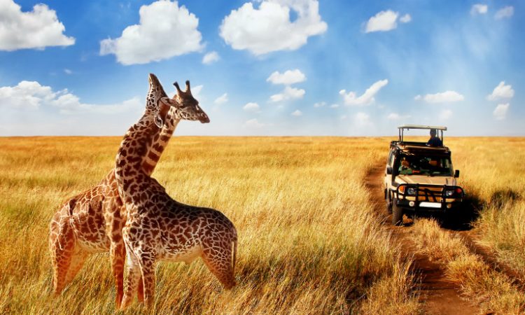 3 DAY SAFARI IN SERENGETI & NGORONGORO CRATER