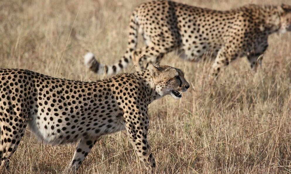 4 DAY TANZANIA WILDLIFE SAFARI