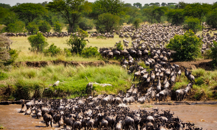 5 DAY TANZANIA MIDRANGE SAFARI