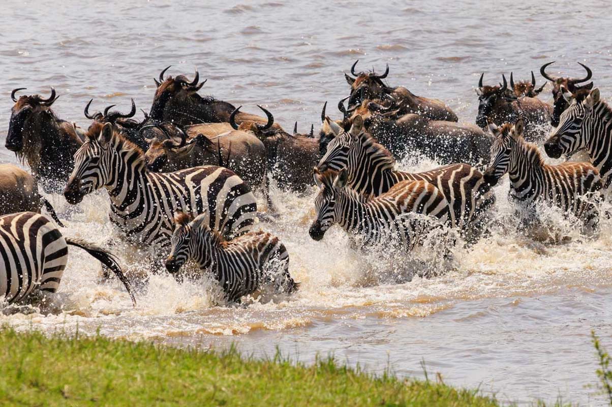 7 DAY TANZANIA WILDLIFE SAFARI